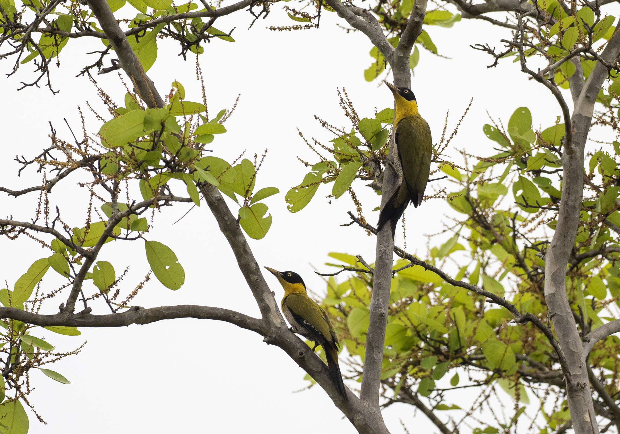 Image of Black-headed Woodpecker