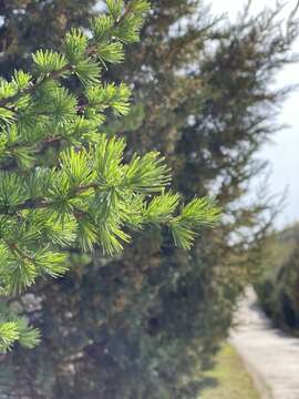 Image of Larix gmelinii var. principis-rupprechtii (Mayr) Pilg.