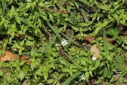 Image of Stellaria flaccida Hook.