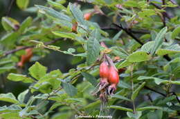 Image of Rosa macrophylla Lindl.