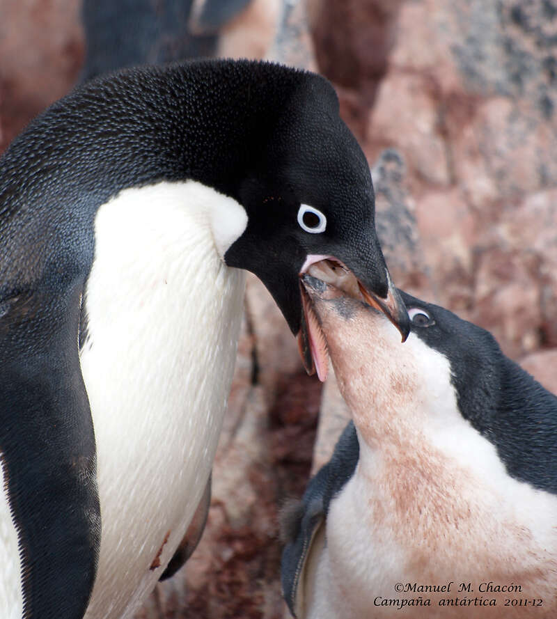 Adelie pengueni resmi