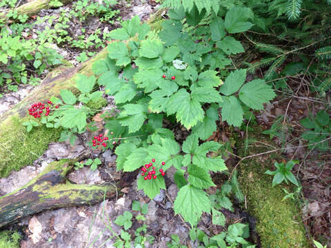 Imagem de Actaea rubra (Ait.) Willd.