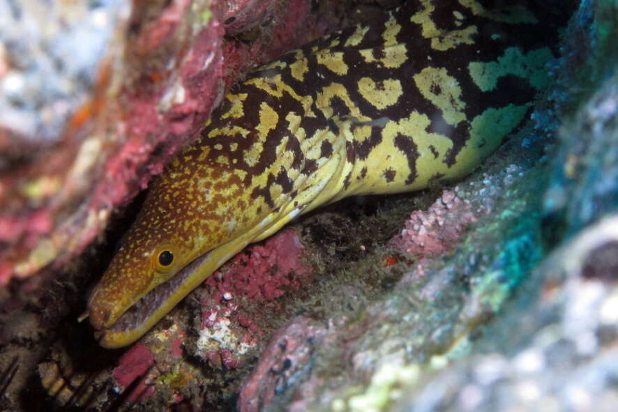 Image of Bird-eye Conger