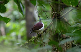 Image of Saphire Quail Dove