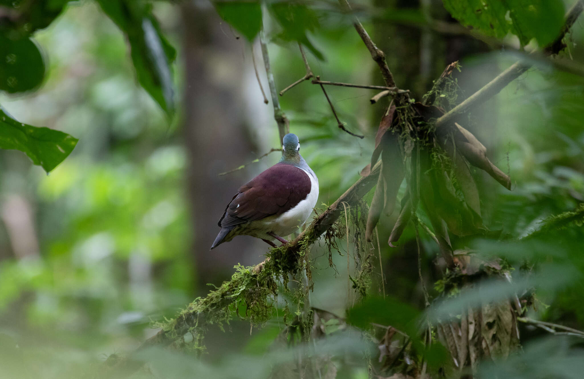 Image of Saphire Quail Dove