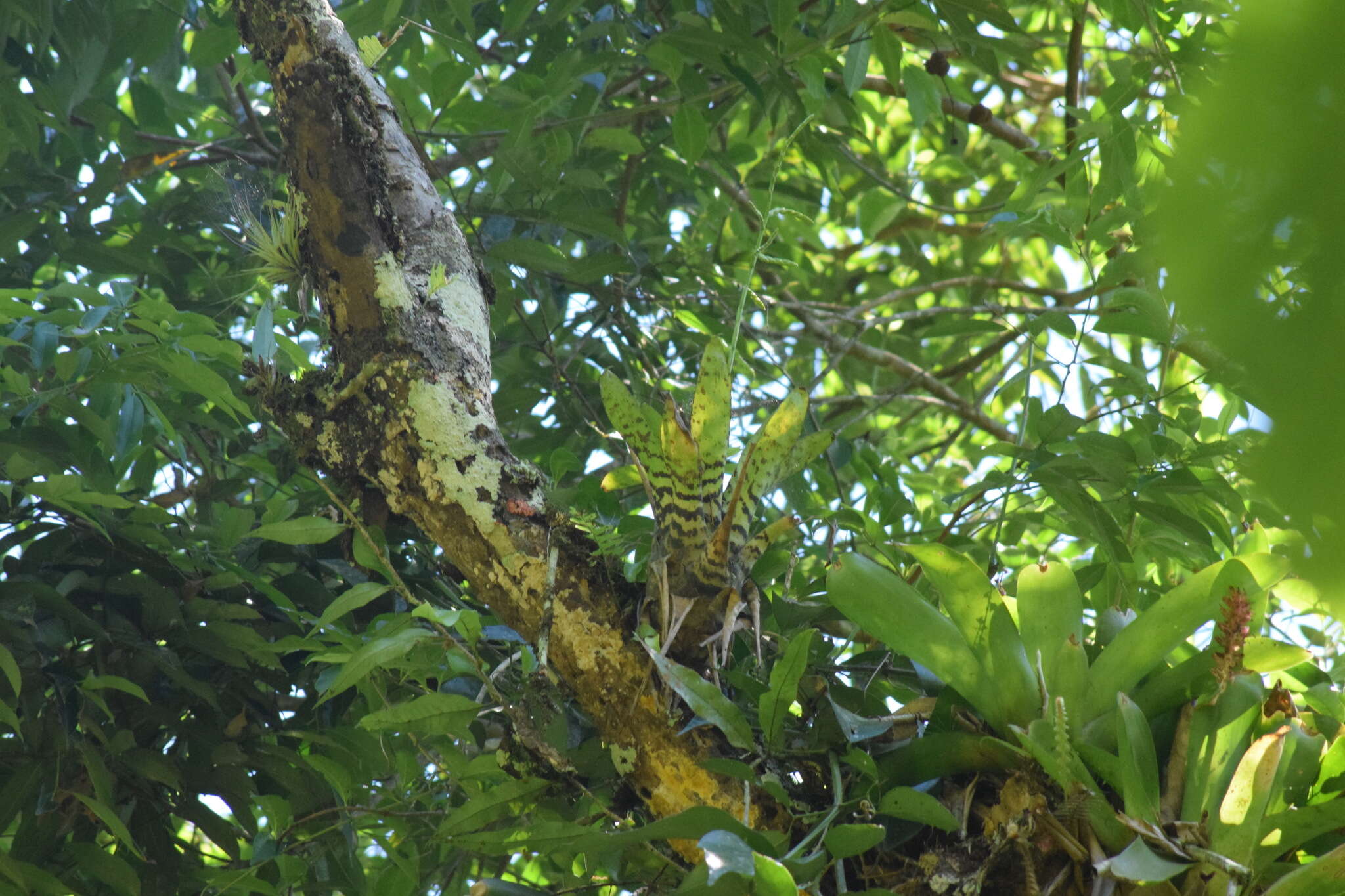 Racinaea spiculosa (Griseb.) M. A. Spencer & L. B. Sm.的圖片