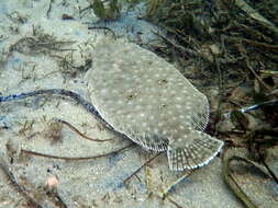 Image of Jenyn&#39;s flounder