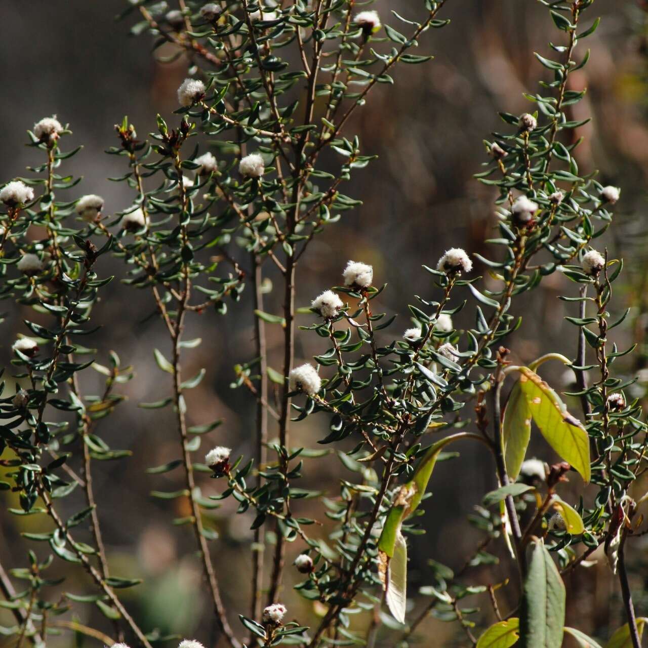 صورة Spyridium scortechinii (F. Müll.) K. R. Thiele