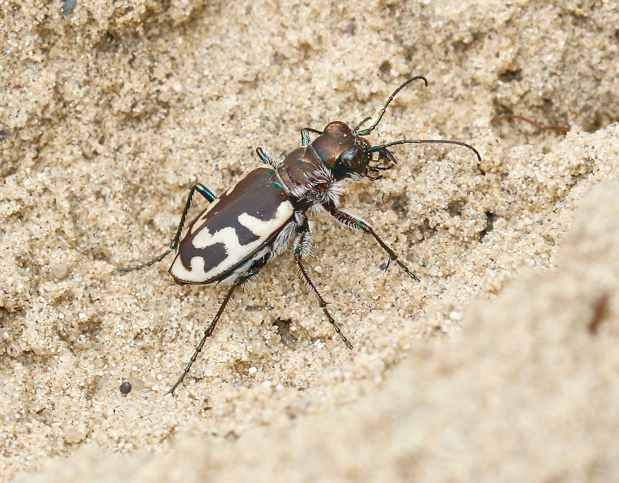 Image de Cicindela (Cicindela) formosa generosa Dejean 1831