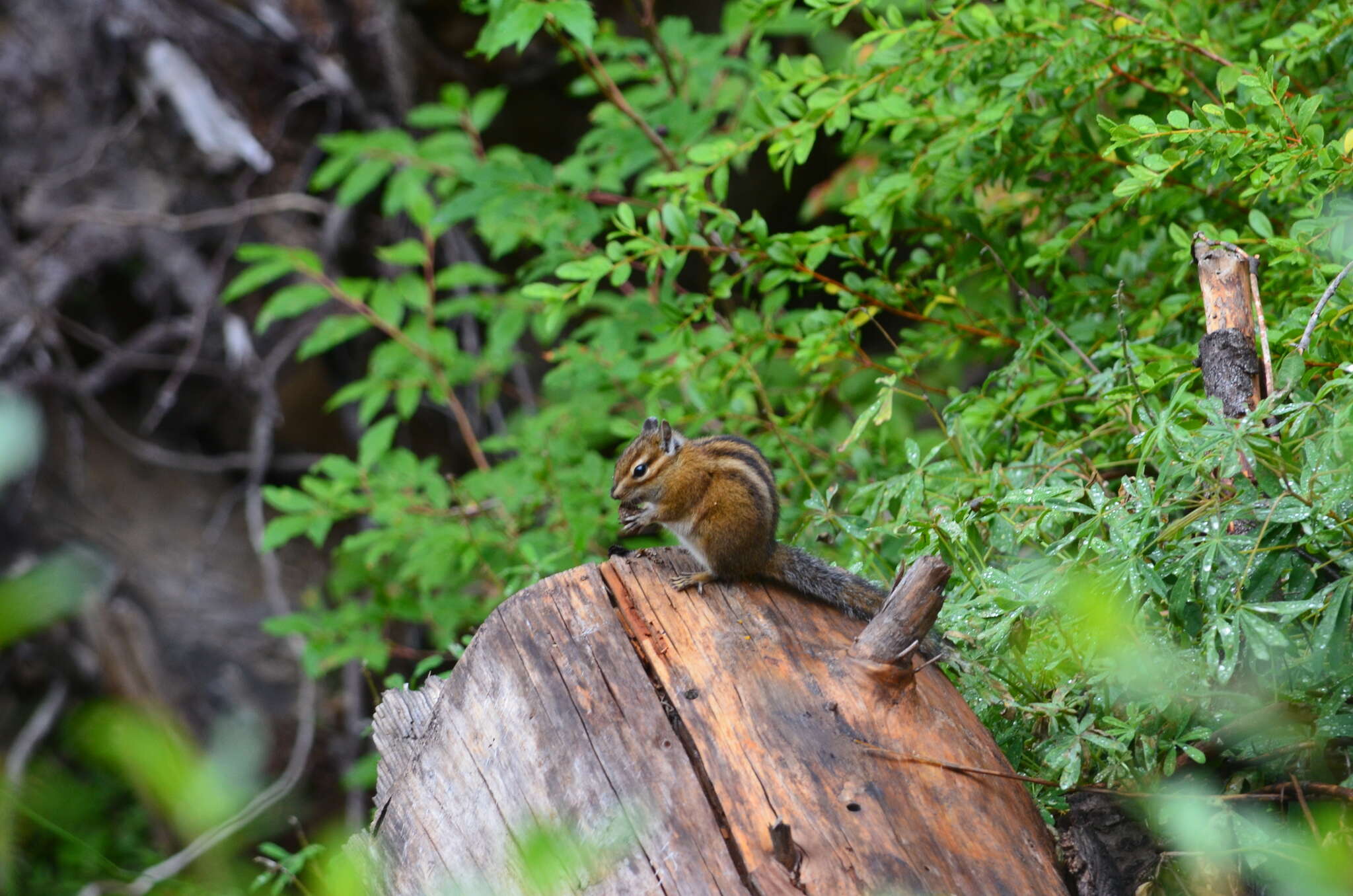 Image of Townsend’s Chipmunk