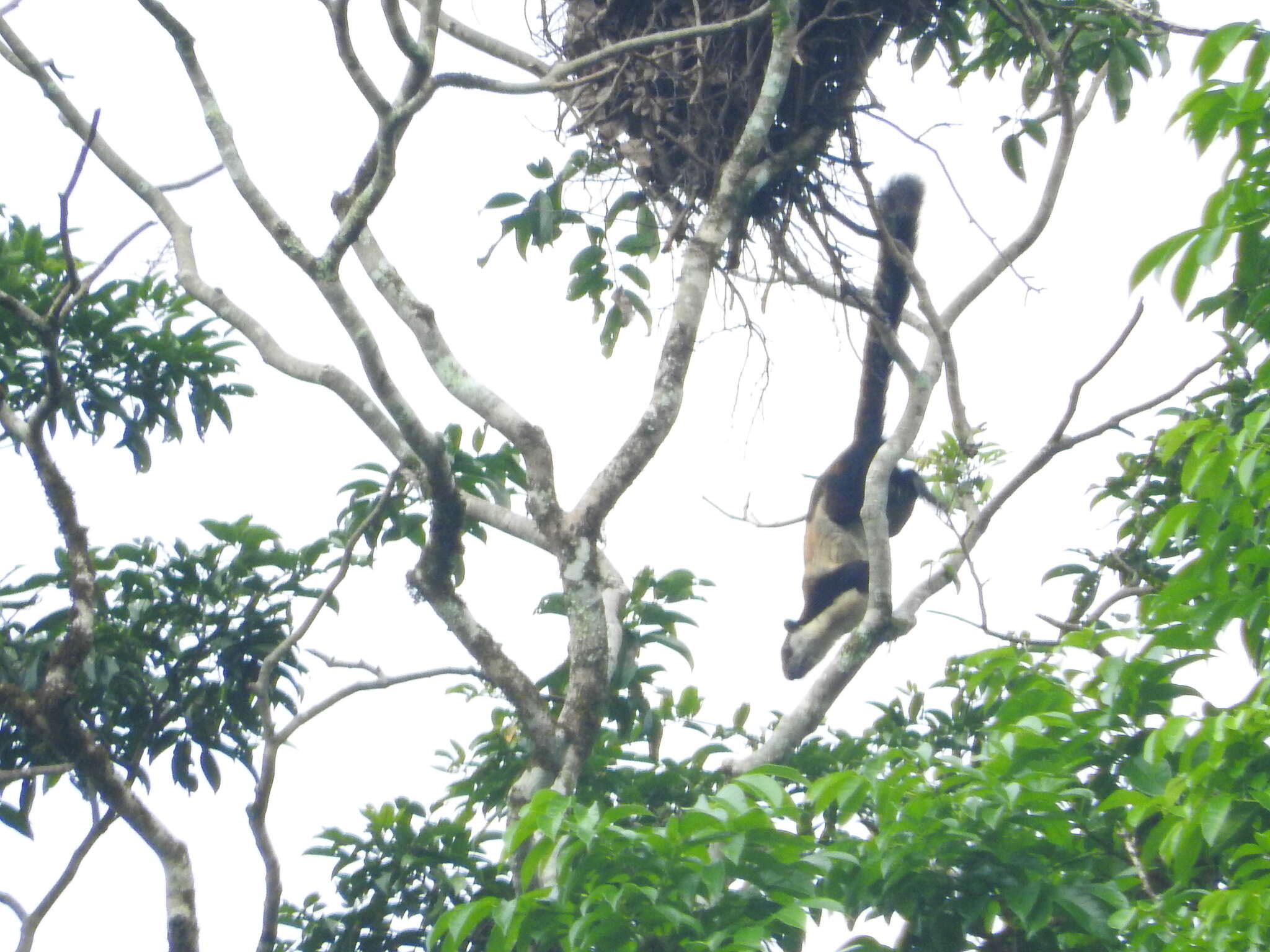 Image of Black Giant Squirrel