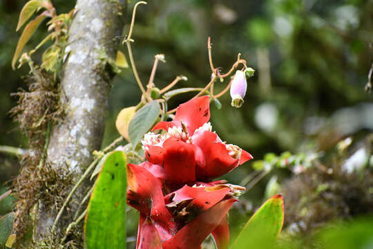 Image de Cipuropsis capituligera