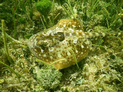 Image of Yellow Stingray