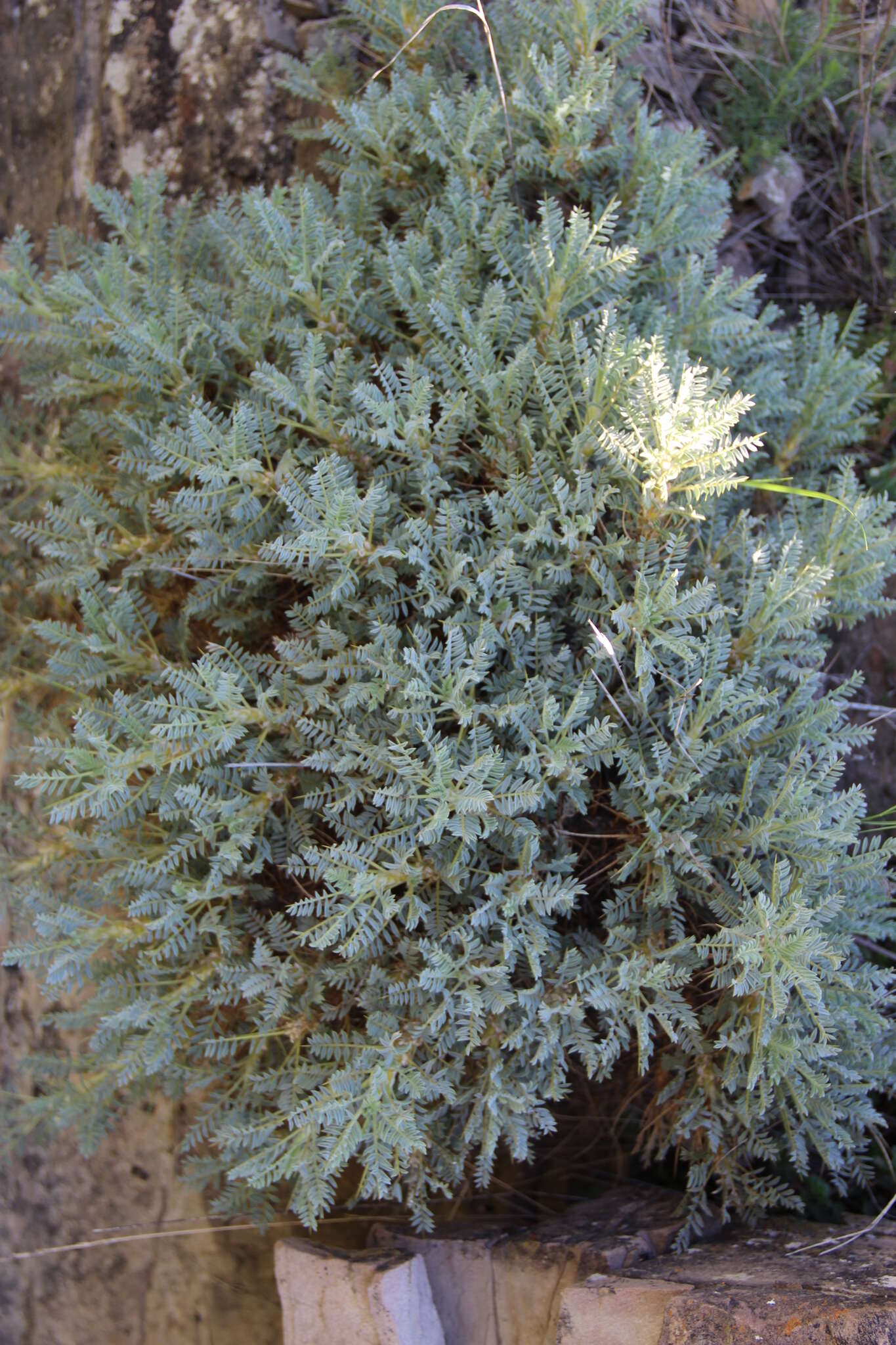 Image de Astragalus denudatus Stev.