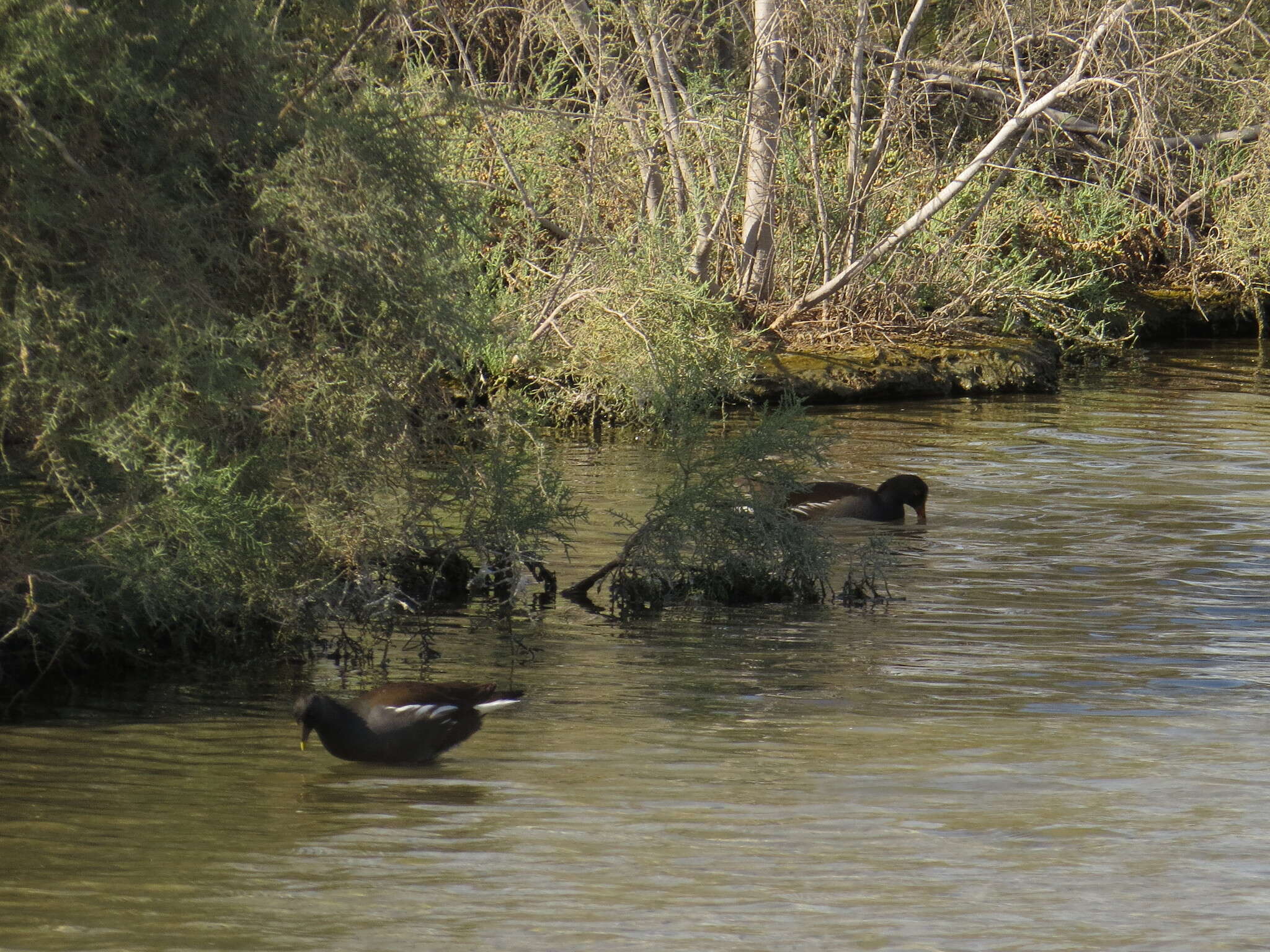 Image of Common Moorhen