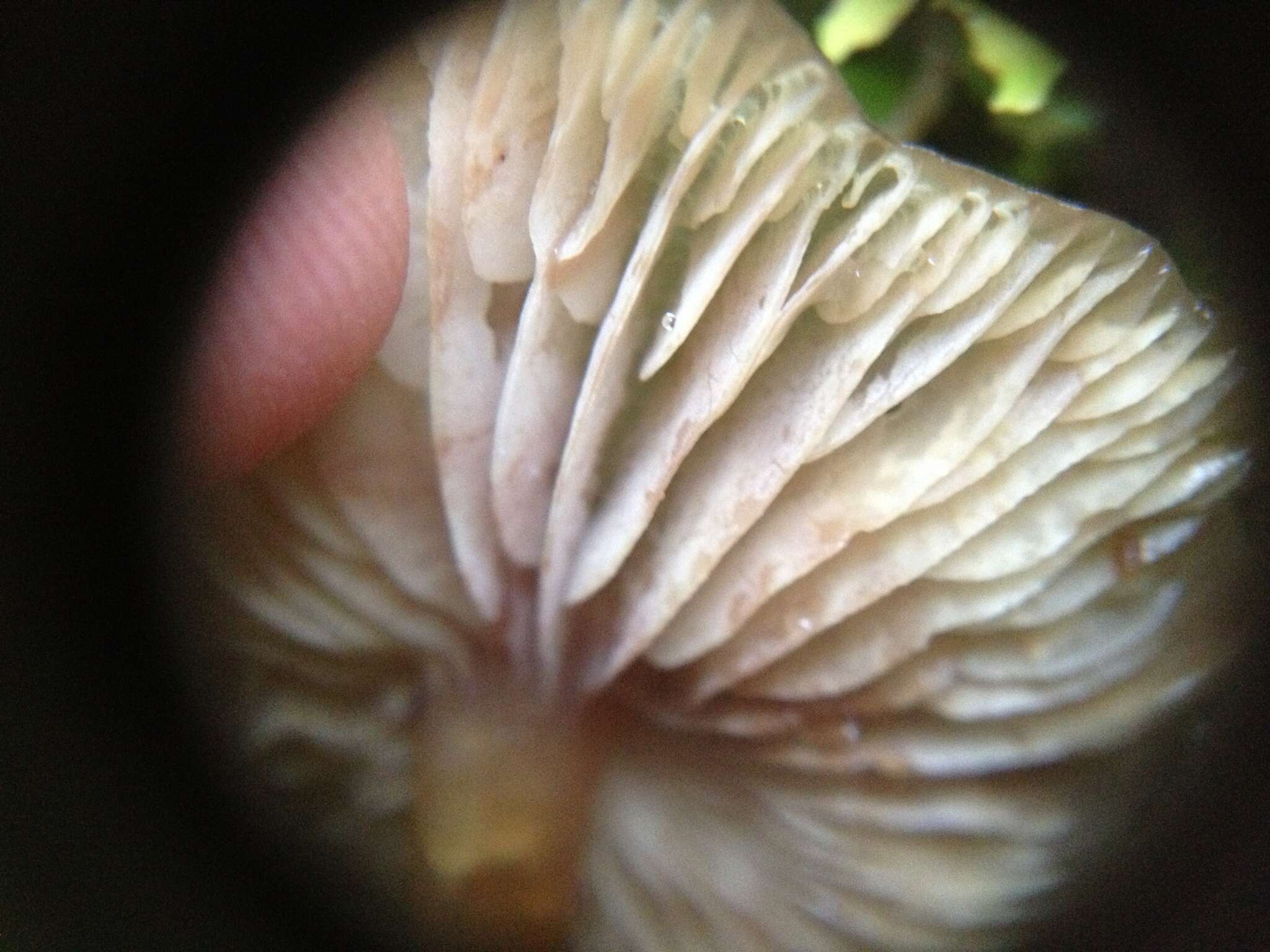 صورة Armillaria novae-zelandiae (G. Stev.) Boesew. 1977