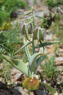 Image of Fritillaria sewerzowii Regel