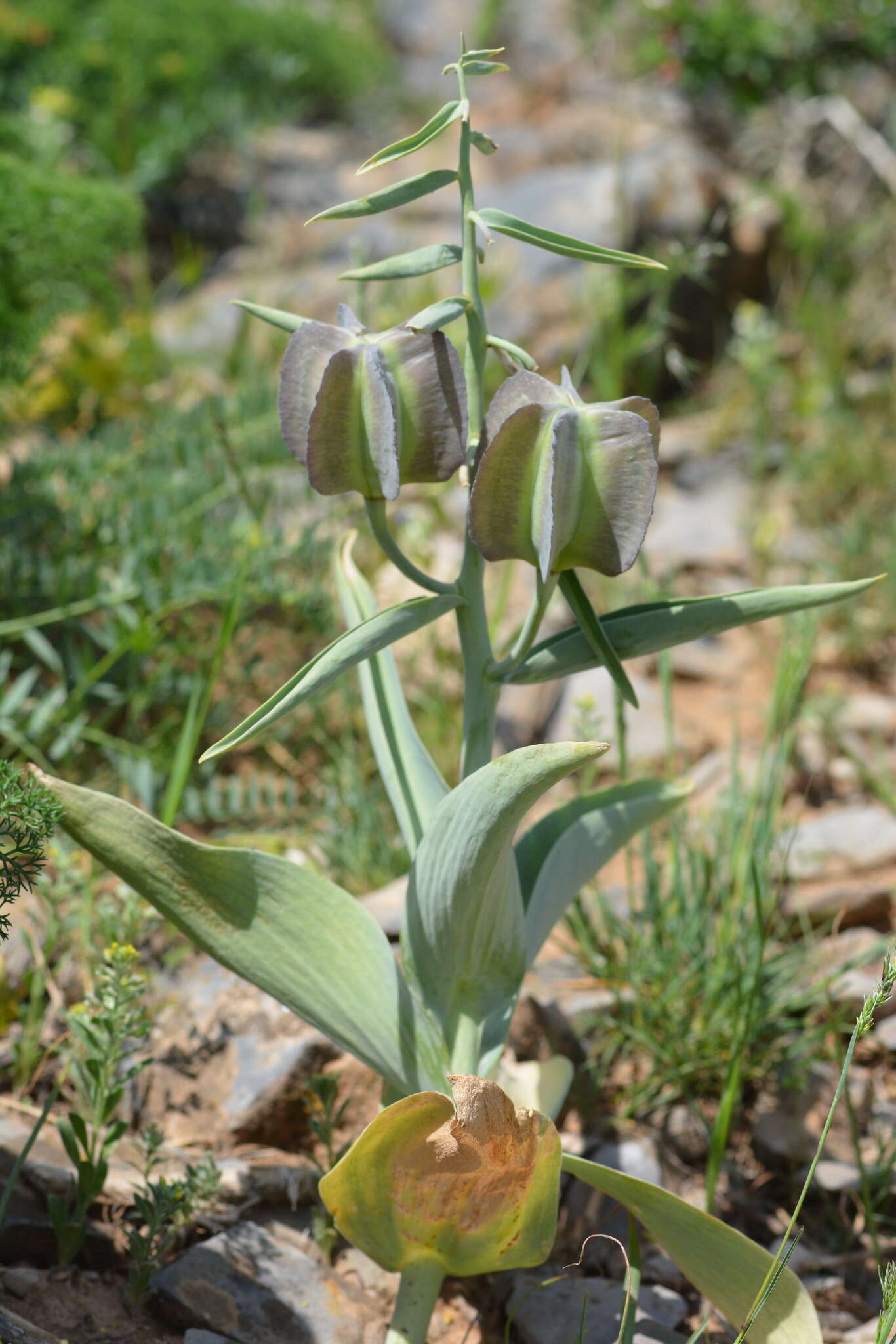 Image of Fritillaria sewerzowii Regel