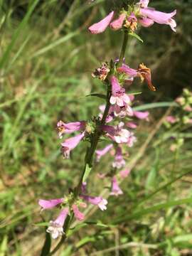 Image of Peck's beardtongue