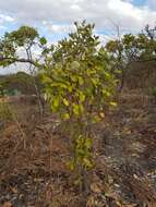 Image of Parinari curatellifolia Planch. ex Benth.