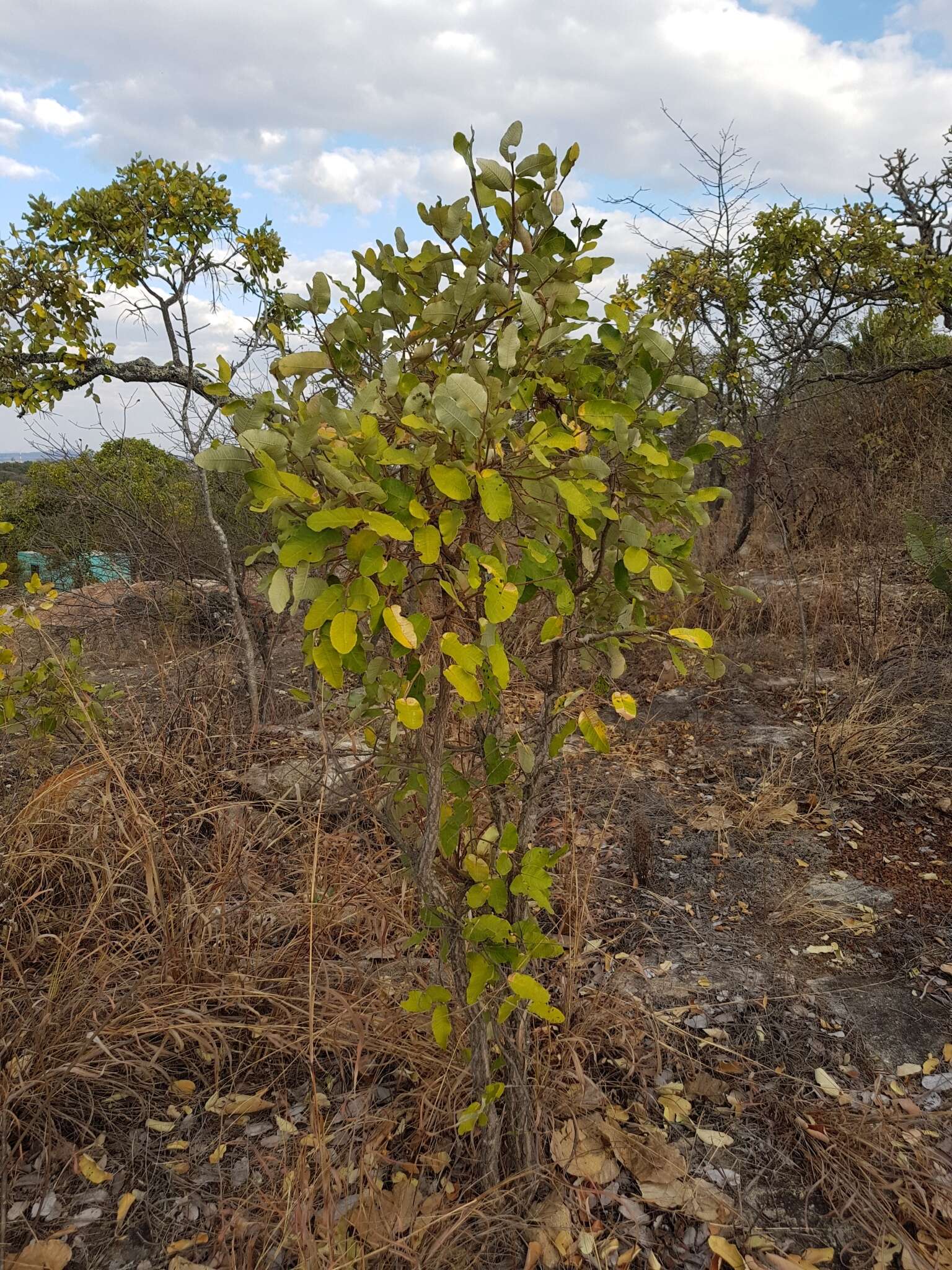 Image of Parinari curatellifolia Planch. ex Benth.