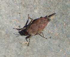 Image of Aztec Pygmy Grasshopper