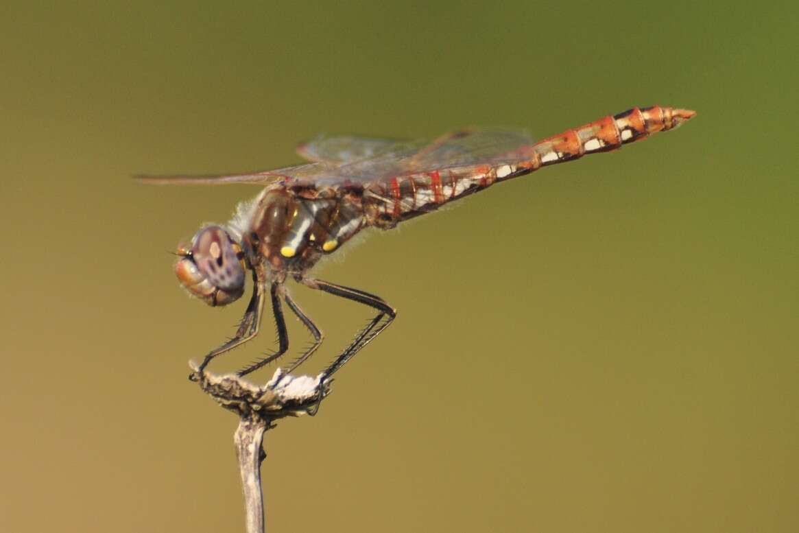 Image of Variegated Meadowhawk