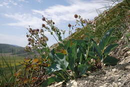 Image de Cynoglossum tetraspis (Pall.) W. Greuter & Burdet