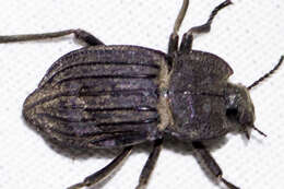 Image of Pelecyphorus (Pleisiasida) liratus (Le Conte 1854)