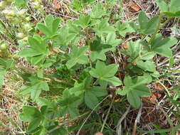 Imagem de Psoralea cuspidata Pursh