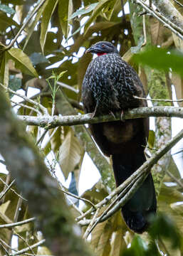 Image of Cauca Guan