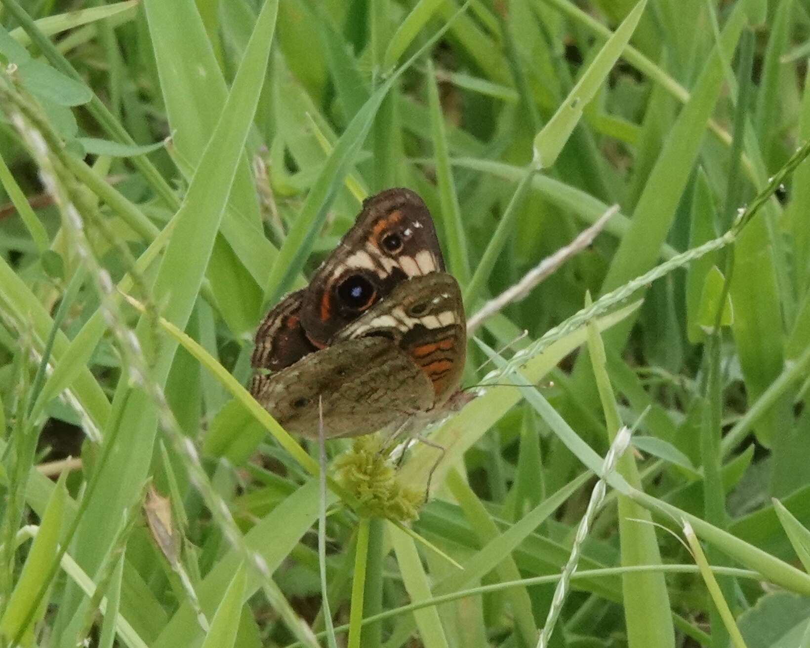 Sivun Junonia stemosa kuva