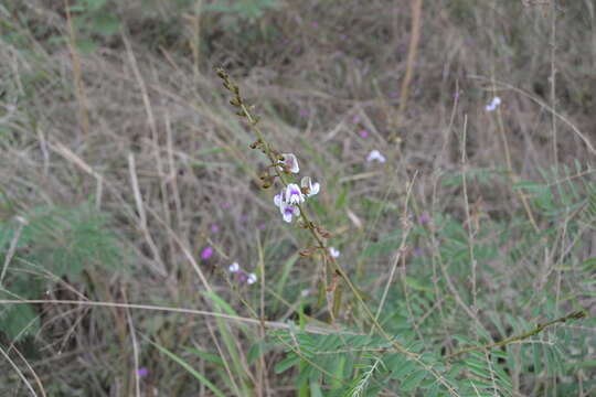 Image of South African hoarypea