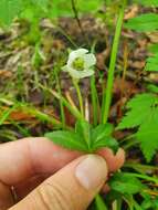 Image of Chimaphila japonica Miq.