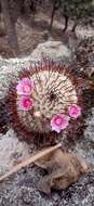 Image de Mammillaria bombycina subsp. perezdelarosae (Bravo & Scheinvar) D. R. Hunt