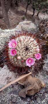 Image of Mammillaria bombycina subsp. perezdelarosae (Bravo & Scheinvar) D. R. Hunt