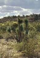 Image of Joshua tree