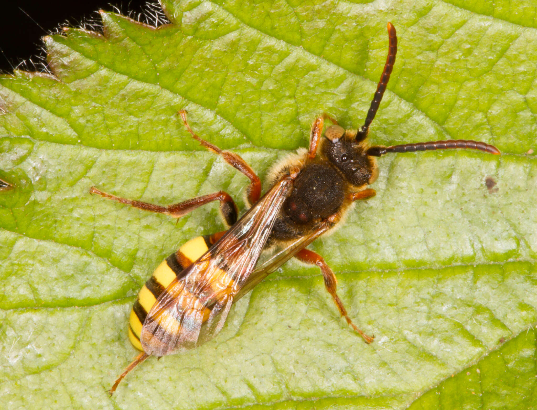 Image of Nomada leucophthalma (Kirby 1802)