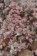 Image of sack saltbush