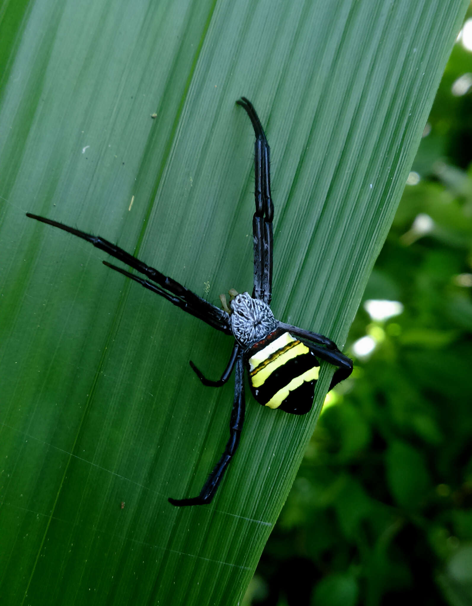 Image of Argiope caesarea Thorell 1897