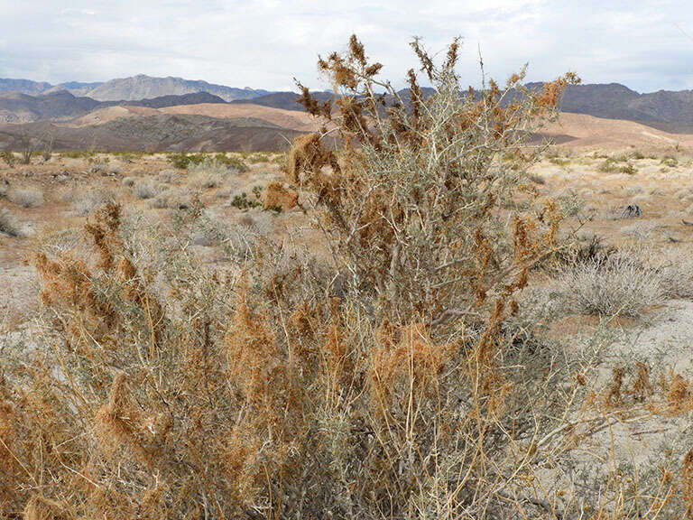 Image of <i>Cuscuta psorothamnensis</i>