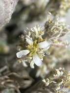 Image of Jaeger's draba