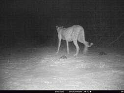 Image of Northwest African Cheetah