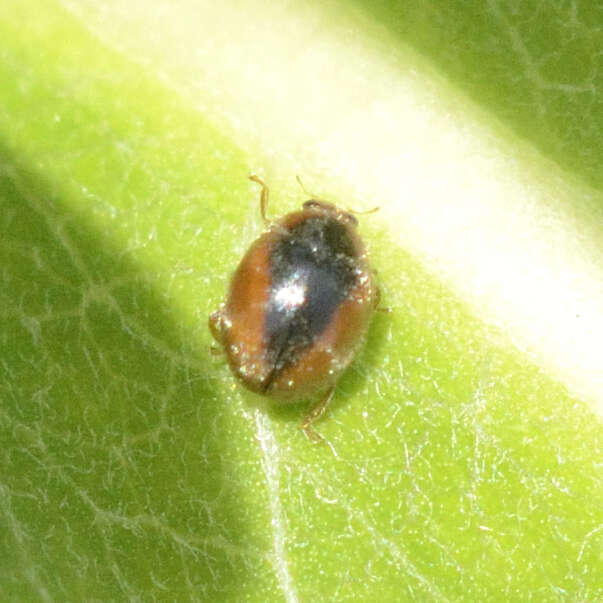 Image of Loew's Lady Beetle
