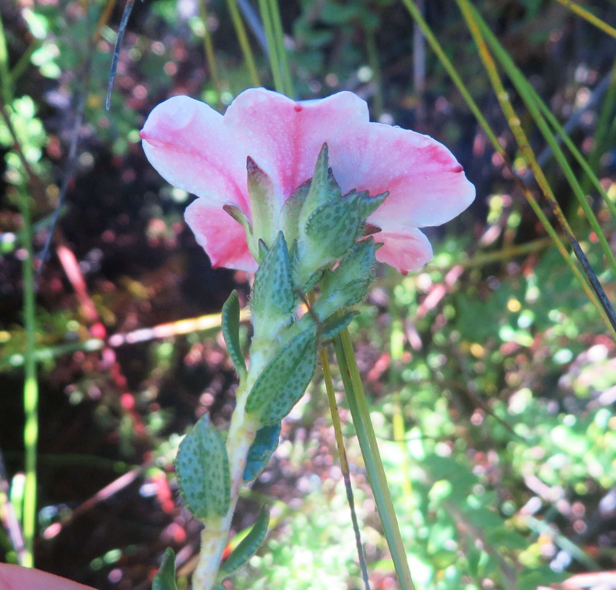 Image of Adenandra acuta Schlechter