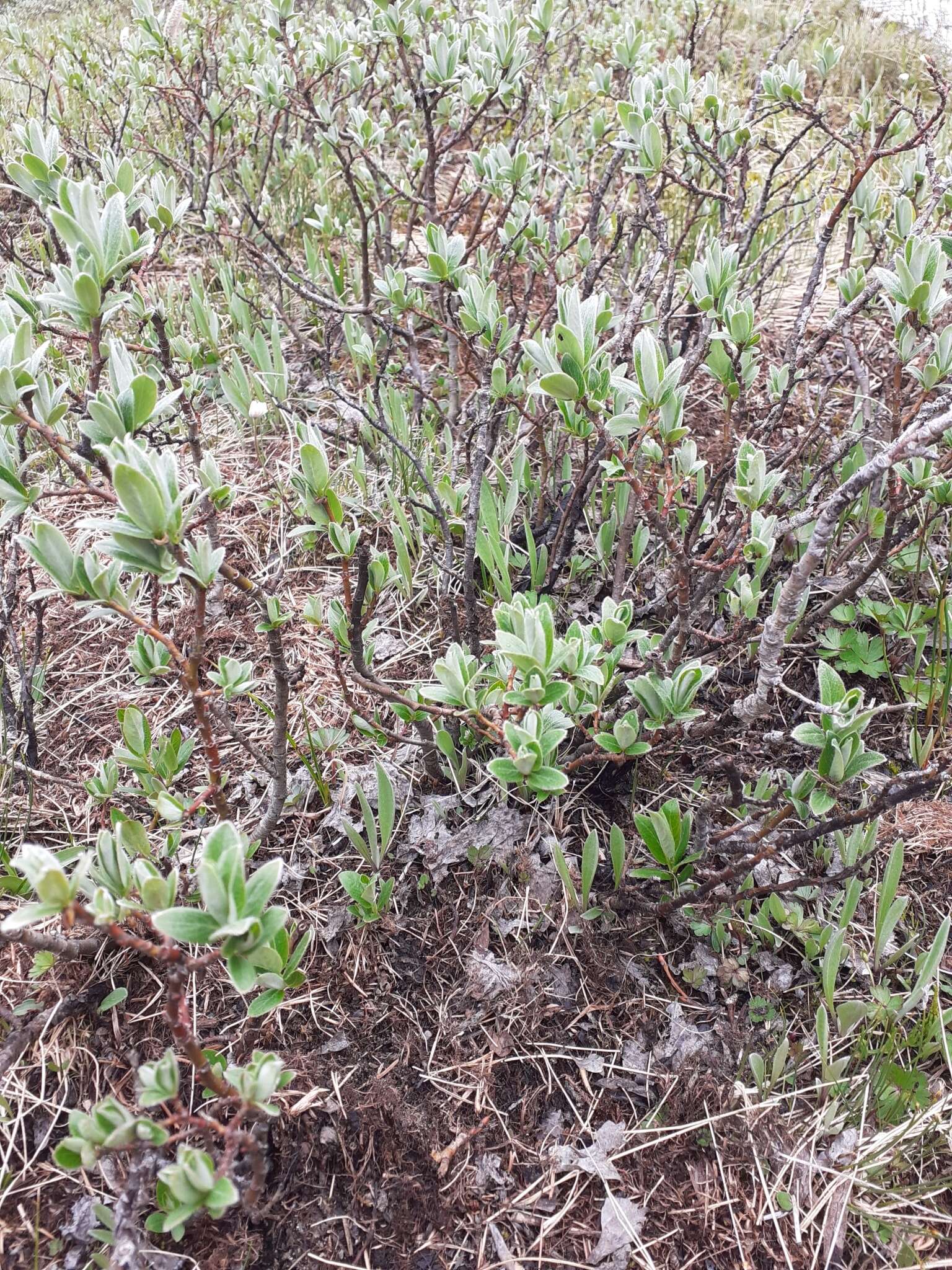 Image of Barratt's Willow