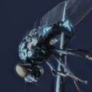 Image of Lance fly