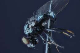 Image of Lance fly