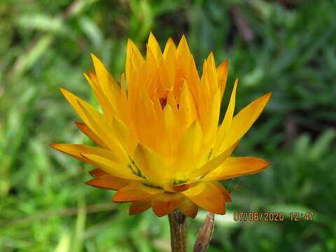 Image of <i>Xerochrysum palustre</i>