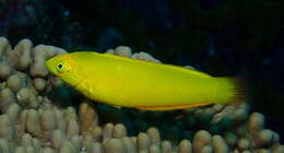 Image of Canary wrasse